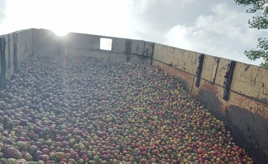 Pomme à cidre