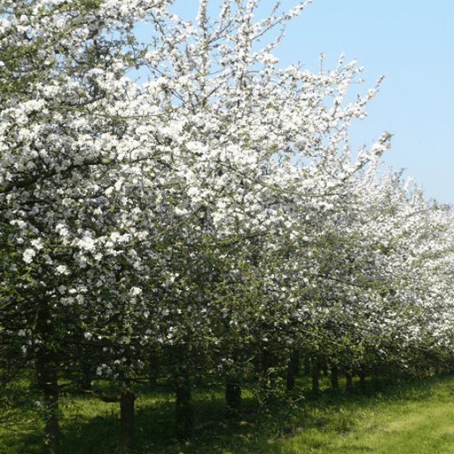 Pommiers en fleurs